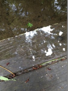卵の泡が落ちきれず、橋の上に残ったオタマたち