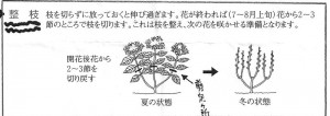 あじさい剪定方法2