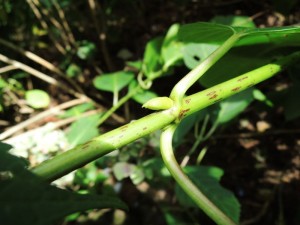 葉の根元に芽がぷくりとふくらんでます