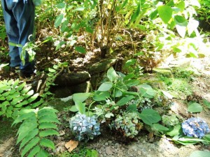 剪定された花たちは、次の花の栄養に。