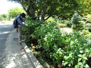 枯れた花が落とされてすっきり感。