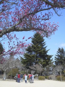 3月は摩耶紅梅も笑いました♪