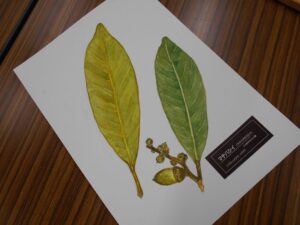 森のアート教室「葉っぱを描こう」 @ 神戸市立森林植物園