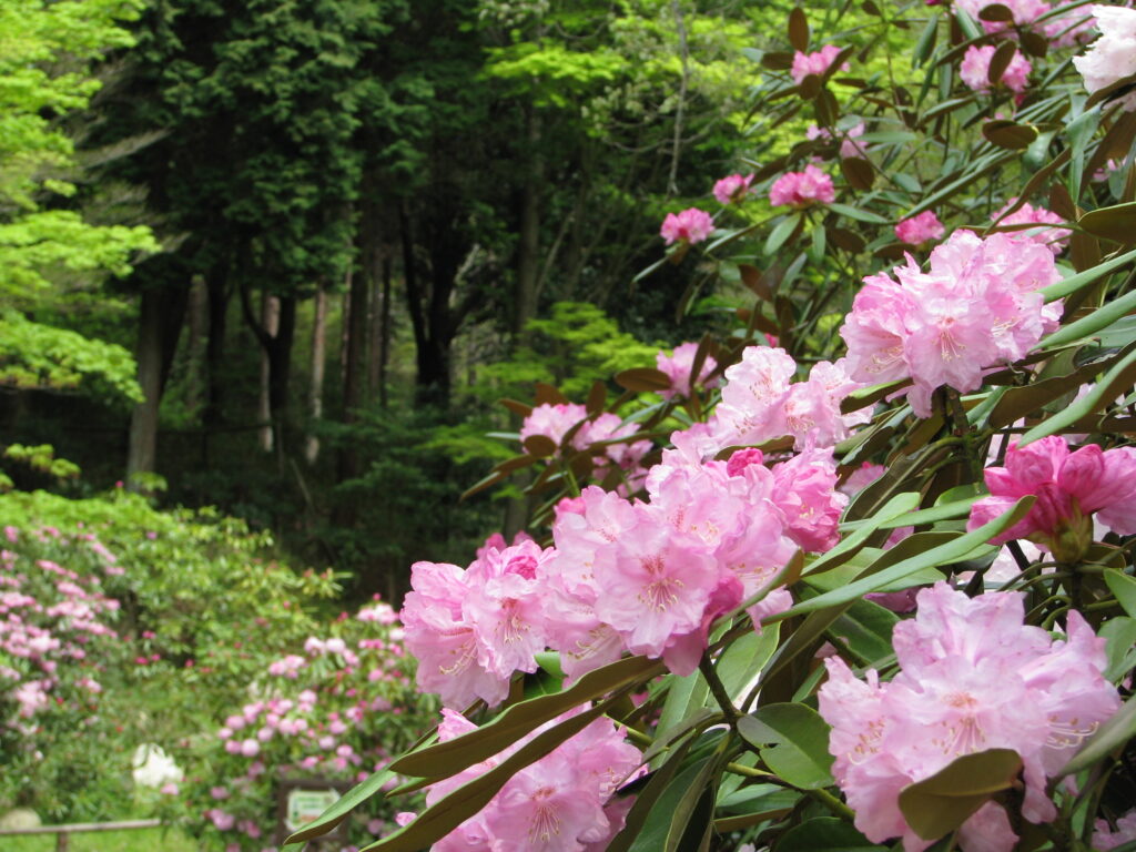 森のさくら・ つつじ・しゃくなげ散策 @ 神戸市立森林植物園