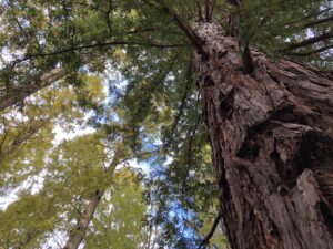 夏休みこども樹木医講座 @ 神戸市立森林植物園