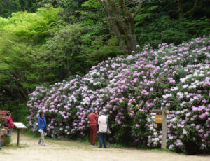 新緑つつじ・しゃくなげ散策（森林植物園） @ 神戸市立森林植物園