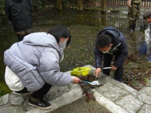冬の池そうじ、カエルの卵を救え！カエルの学校 @ 神戸市立森林植物園