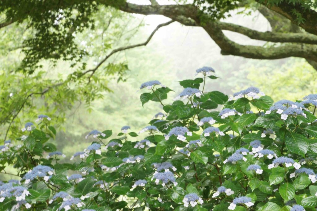 森のあじさい森林ガイドツアー @ 神戸市立森林植物園