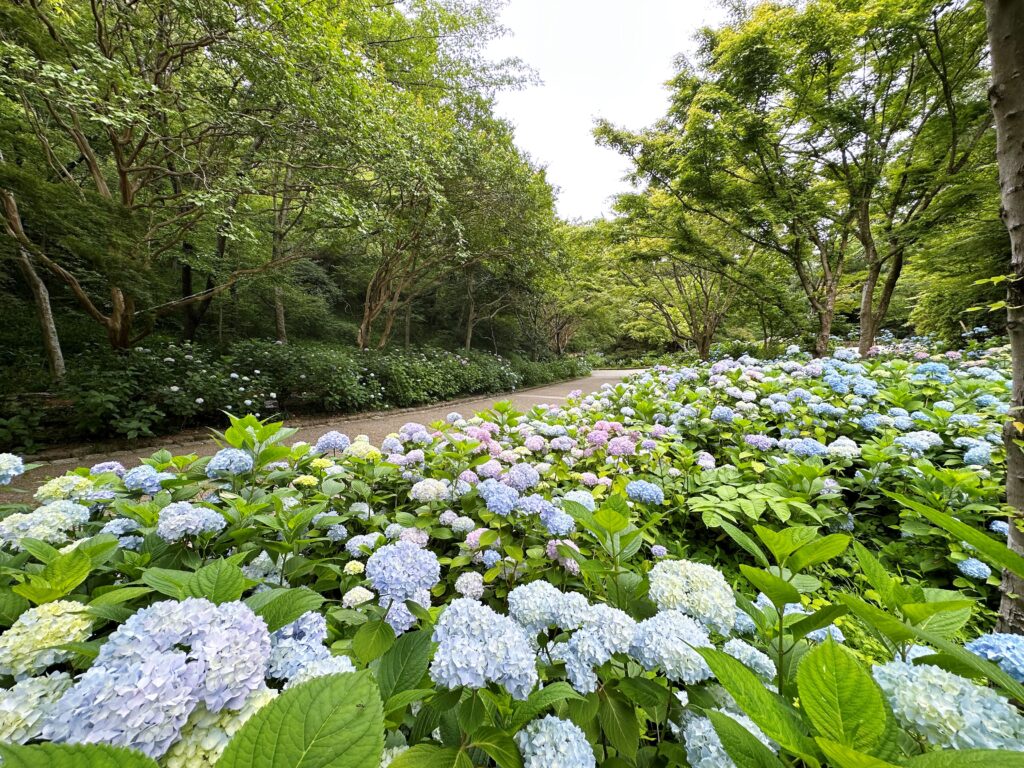 森のあじさい散策 @ 神戸市立森林植物園